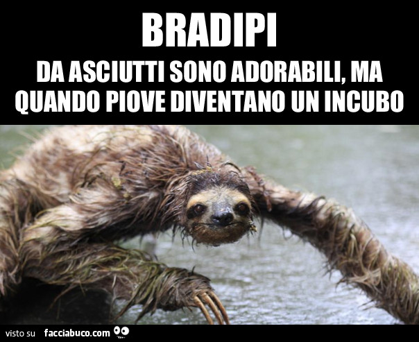 Bradi da asciutti sono adorabili, ma quando piove diventano un incubo