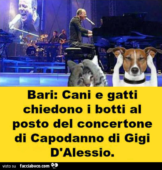 Bari: cani e gatti chiedono i botti al posto del concertone di Capodanno di Gigi D'Alessio