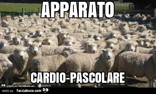 Apparato cardio-pascolare