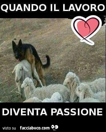Il cane monta la pecora. Quando il lavoro diventa passione