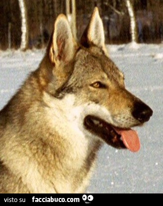 Lupa Cecoslovacca di MaxRyan con la lingua di fuori