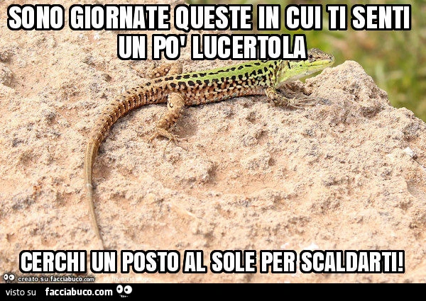 Sono giornate queste in cui ti senti un po' lucertola cerchi un posto al sole per scaldarti