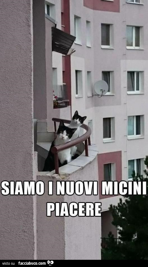 Siamo i nuovi micini piacere