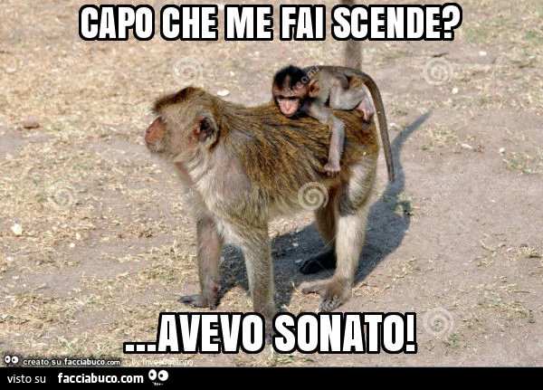 Capo che me fai scende? &hellip; avevo sonato