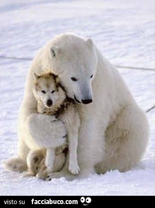 Orso polare abbraccia lupo