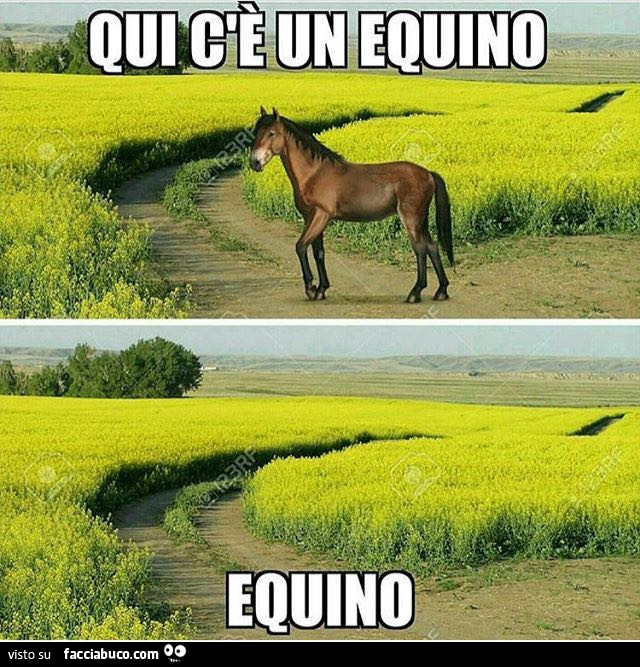 bfmz2257mv-qui-c-e-un-equino-equino-bestiaccia_a.jpg