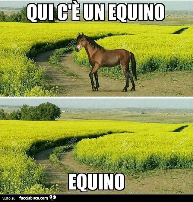 Qui c'è un equino. Equino
