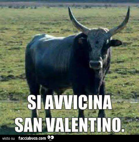 Il bue con le corna. Si avvicina San Valentino