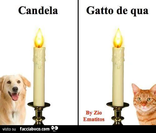 Candela. Gatto de qua