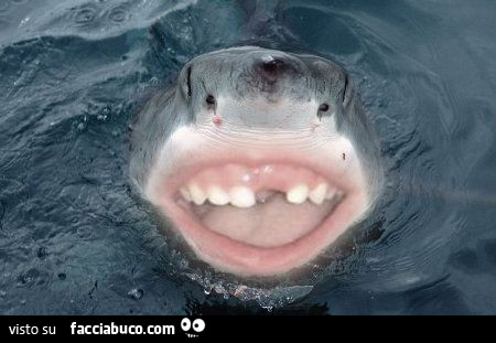 Squalo con denti umani