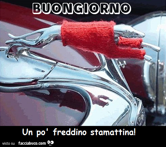 Jaguar con il golfino. Buongiorno, un po' freddino stamattina