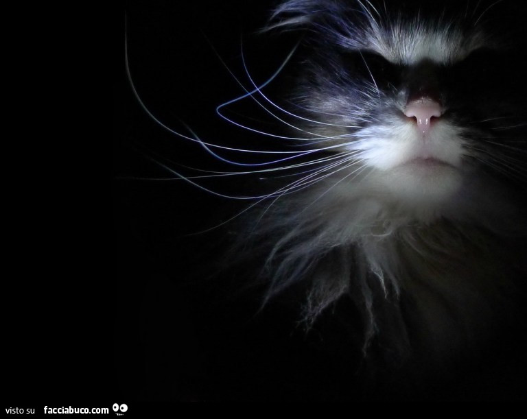 Gatto in primo piano fotografato al buio