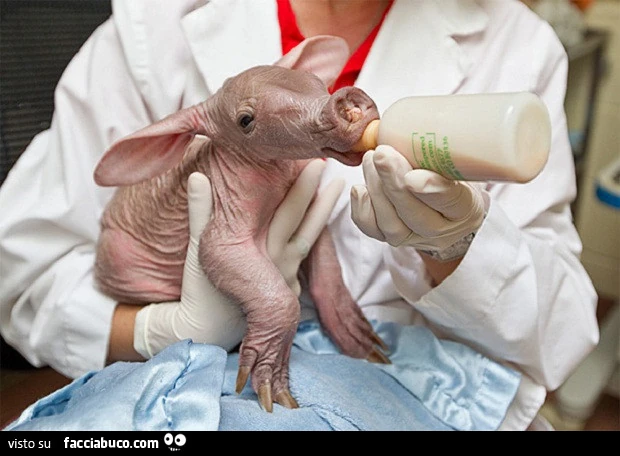 Cucciolo di oritteropo svezzato artificialmente