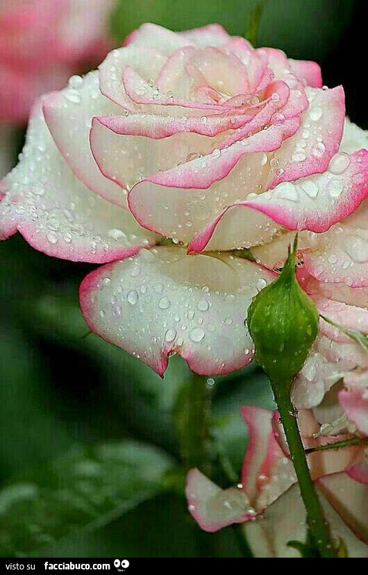 Rosa bianca e rosa con ruggiada