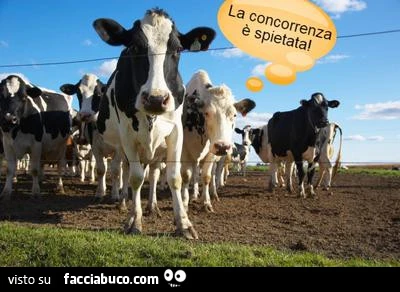 Vacche che ti fissano. La concorrenza è spietata