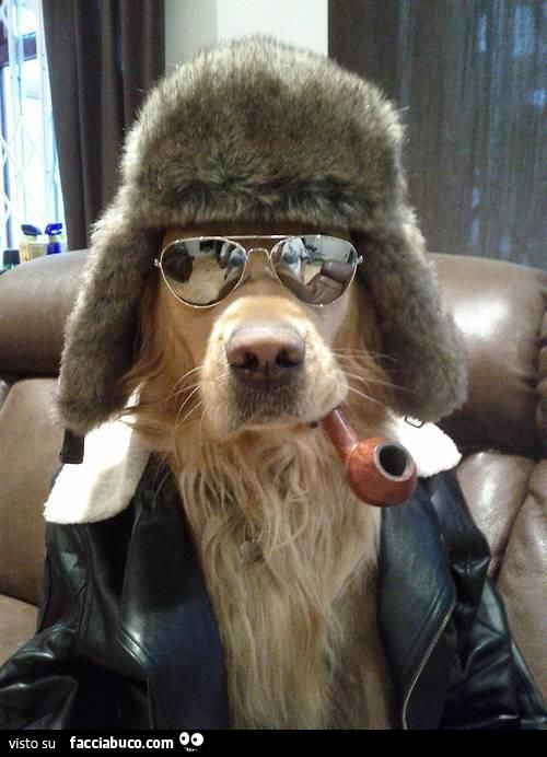 Cane con cappello, occhiali da sole e pipa in bocca