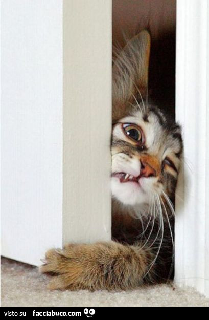 Il gatto vuole a tutti i costi entrare dalla porta