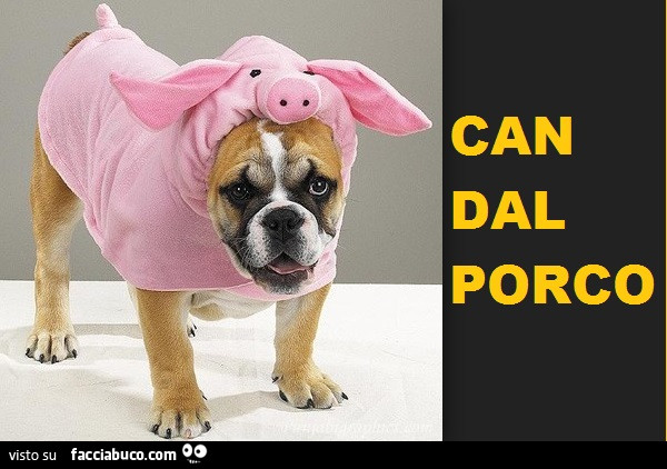 Can dal porco