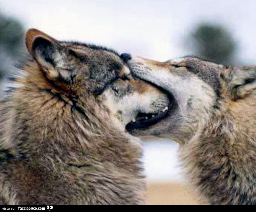 Lupo mette in bocca il muso di altro lupo