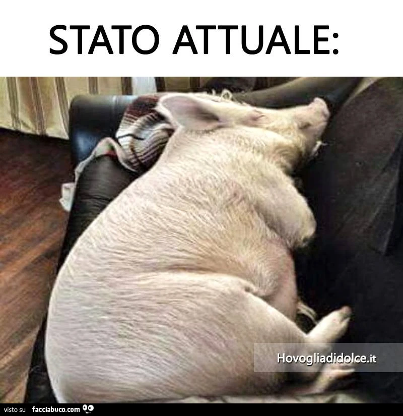 Stato attuale: un maiale sdraiato sul divano