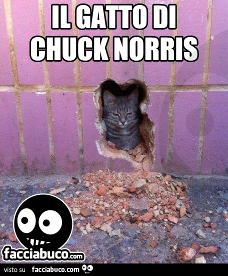 Il gatto di Chuck Norris