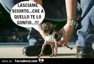 Vaccata