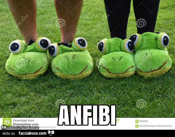 Anfibi