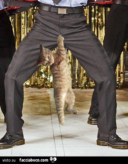 Gatto attaccato alle palle