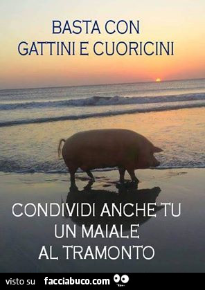 Basta con gattini e cuorcini, condividi anche tu un maiale al tramonto