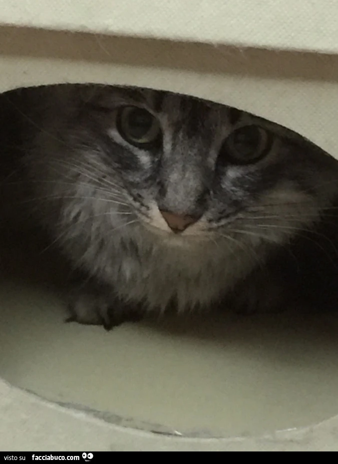 Gatto nascosto